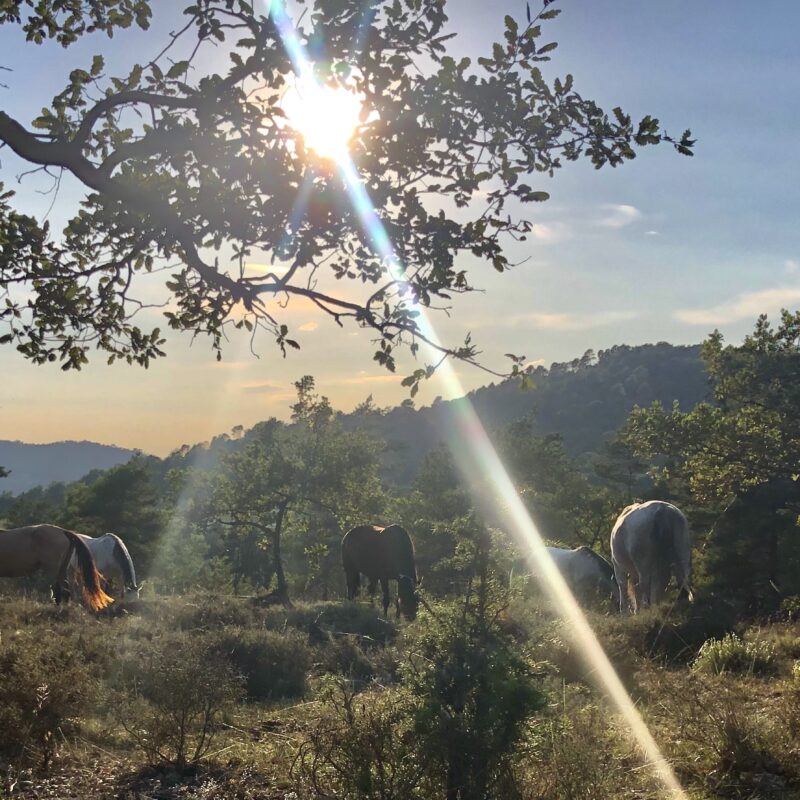 Mujer sentada en el suelo reposando su espalda en aun árbol mientras observa una manada de caballos libres pastando, mientrasel sol irradia rayos de luz.